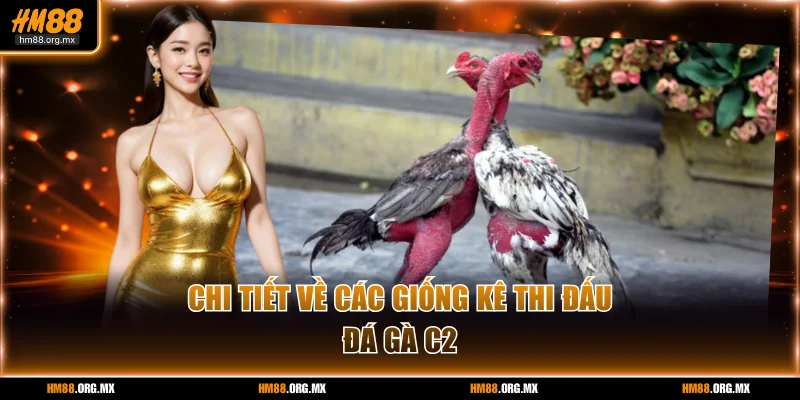 Chi tiết về giống kê thi đấu đá gà C2