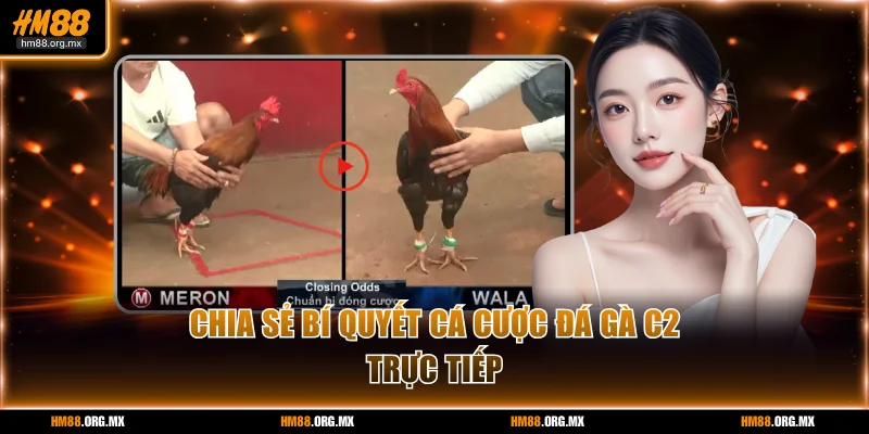 Chia sẻ bí quyết cá cược đá gà C2 trực tiếp