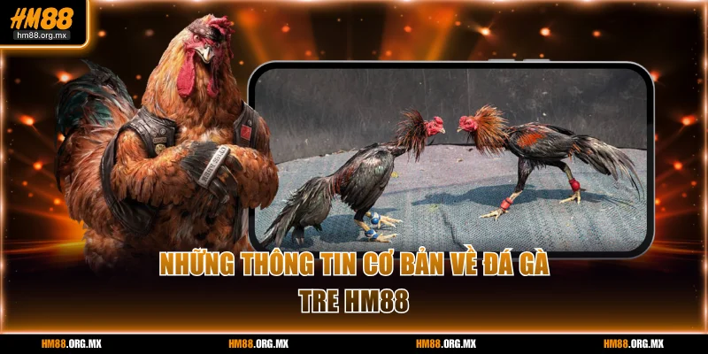 Những thông tin cơ bản về đá gà tre Hm88